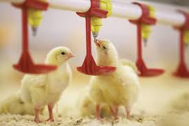 CHICK DRINKING