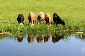 LIVESTOCK POND IMAGE (High Res)